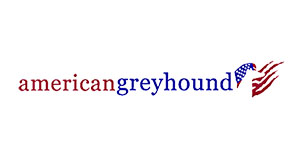 American Greyhound
